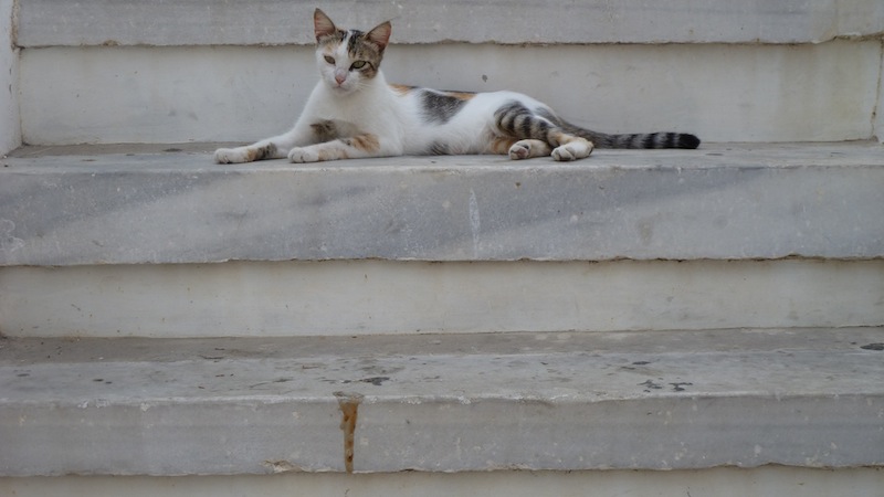 Mykonos cat 2.JPG